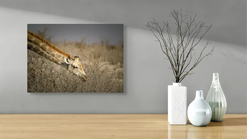 Tablou Canvas, "Girafa în sălbăticia africană aridă", Giraffe, Tundra, Feeding, Grazing, Neck, Wildlife, Nature, 54 x 39 cm – poza 3