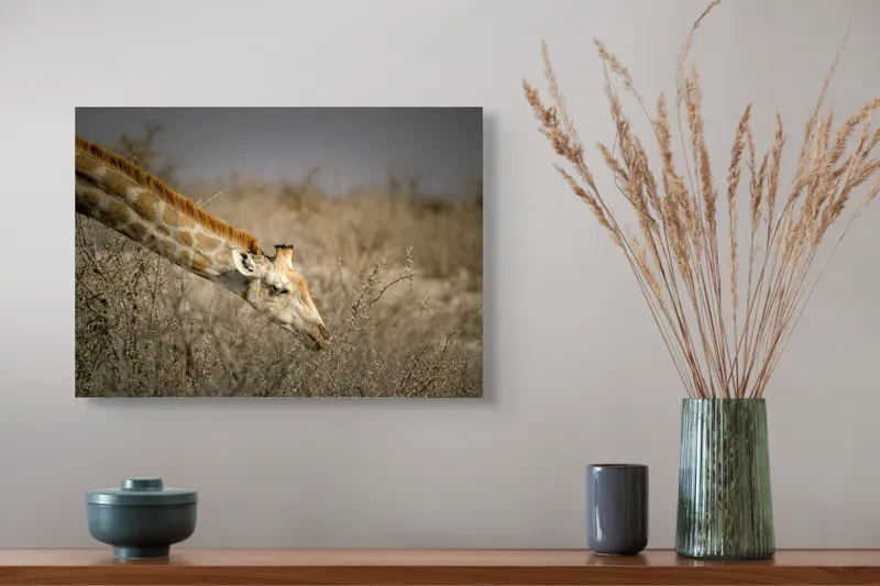 Tablou Canvas, "Girafa în sălbăticia africană aridă", Giraffe, Tundra, Feeding, Grazing, Neck, Wildlife, Nature, 54 x 39 cm – poza 4