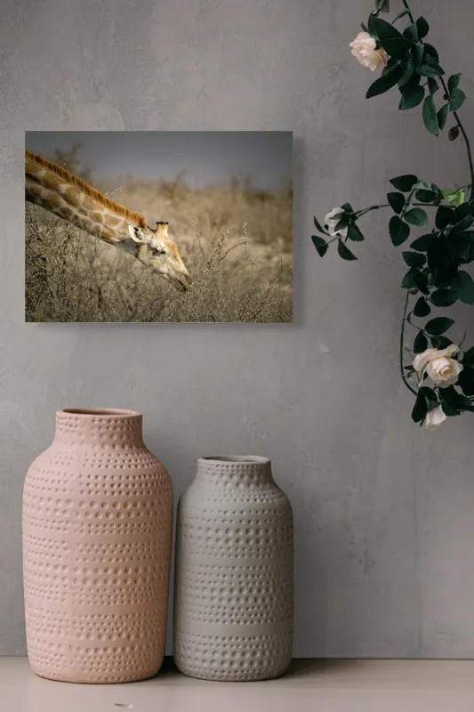 Tablou Canvas, "Girafa în sălbăticia africană aridă", Giraffe, Tundra, Feeding, Grazing, Neck, Wildlife, Nature, 54 x 39 cm – poza 8