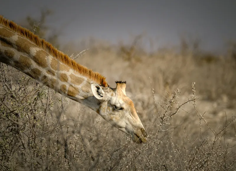 Tablou Canvas, "Girafa în sălbăticia africană aridă", Giraffe, Tundra, Feeding, Grazing, Neck, Wildlife, Nature, 54 x 39 cm – poza 2