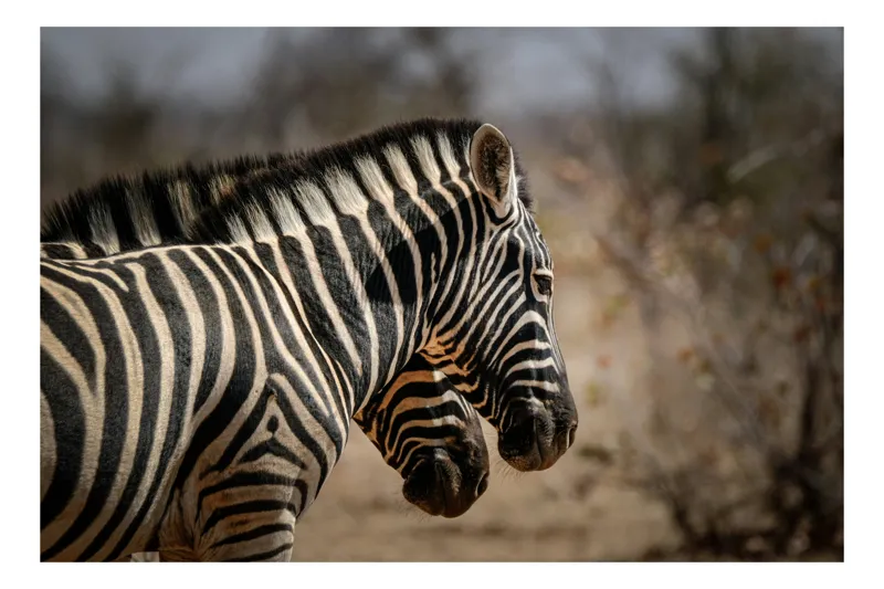 Tablou Canvas, "Zebre în savana africană uscată", Zebre, Dungi, Natură, Savană, Peisaj, Faună, Contrast, Blană, 90 x 50 cm