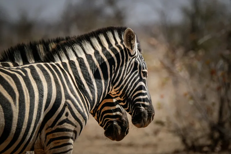 Tablou Canvas, "Zebre în savana africană uscată", Zebre, Dungi, Natură, Savană, Peisaj, Faună, Contrast, Blană, 39 x 26 cm – poza 2