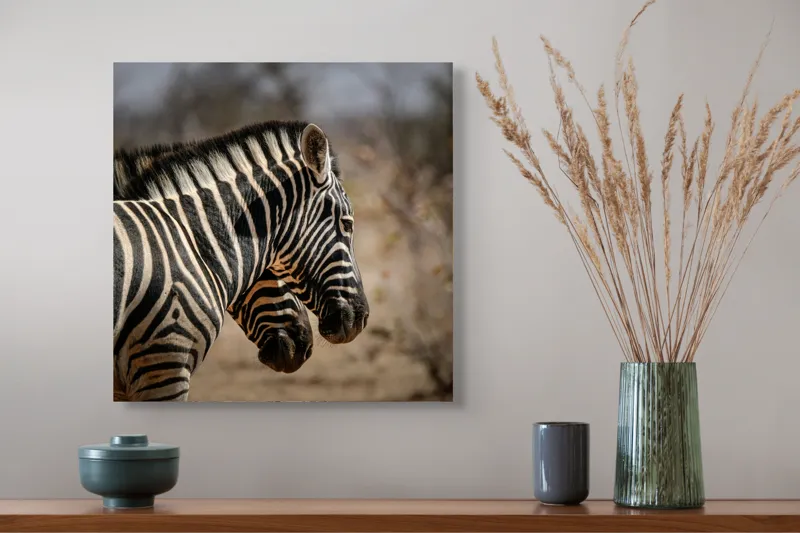 Tablou Canvas, "Zebre în savana africană uscată", Zebre, Dungi, Natură, Savană, Peisaj, Faună, Contrast, Blană, 50 x 50 cm – poza 4