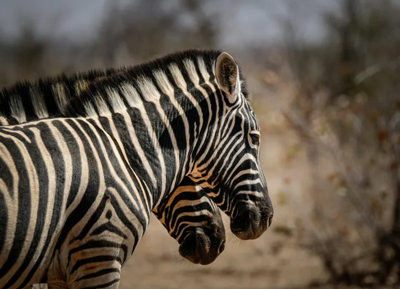 Tablou Canvas, "Zebre în savana africană uscată", Zebre, Dungi, Natură, Savană, Peisaj, Faună, Contrast, Blană, 54 x 39 cm – poza 2