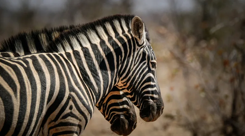 Tablou Canvas, "Zebre în savana africană uscată", Zebre, Dungi, Natură, Savană, Peisaj, Faună, Contrast, Blană, 90 x 50 cm – poza 2