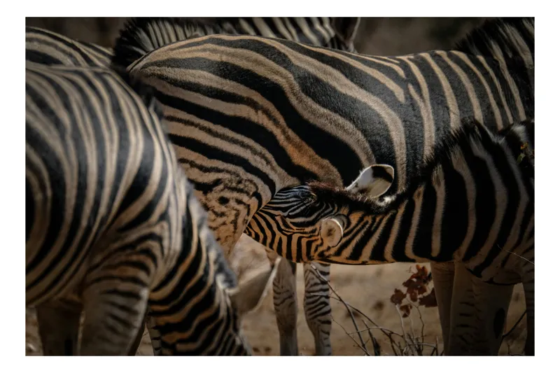 Tablou Canvas, "Zebre în armonie naturală", Nu știu cine sunt persoanele din imagine., 150 x 100 cm