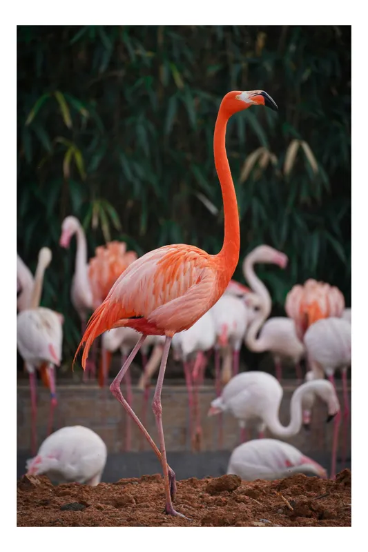 Tablou Canvas, "Roza flamingo în lumina dimineții", Flamingo, Roz, Elegant, Gratie, Natura, Exotic, Pasari, Societate, Frumusete, Calm, Contrast, Grup, Salbaticie, Vibrant., 50 x 70 cm