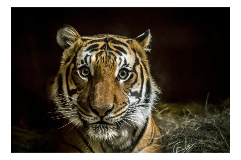 Tablou Canvas, "Tigrul în umbra misterioasă a junglei", Tigru, Privire, Majestuos, Blană, Dungat, 100 x 100 cm