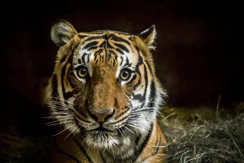 Tablou Canvas, "Tigrul în umbra misterioasă a junglei", Tigru, Privire, Majestuos, Blană, Dungat, 150 x 100 cm – poza 2