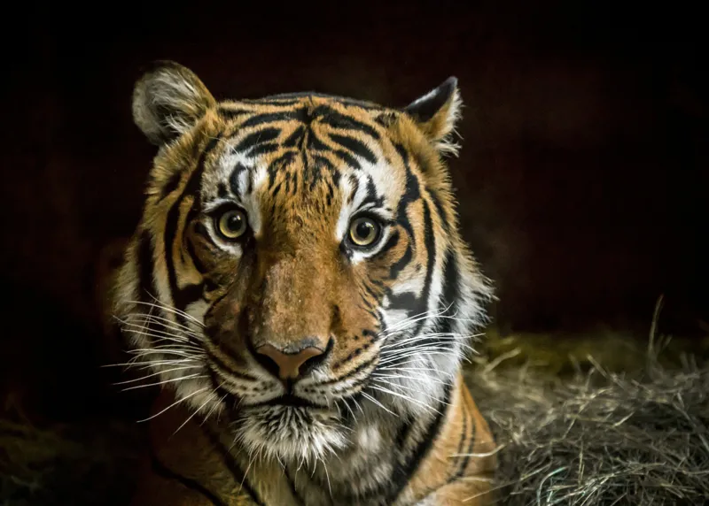 Tablou Canvas, "Tigrul în umbra misterioasă a junglei", Tigru, Privire, Majestuos, Blană, Dungat, 70 x 50 cm – poza 2
