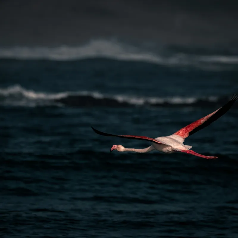 Tablou Canvas, "Flamingo zburând deasupra oceanului întunecat", Flamingo, Zbor, Ocean, Valuri, Liniște, Natură, Aripi, Apus, 100 x 100 cm – poza 2