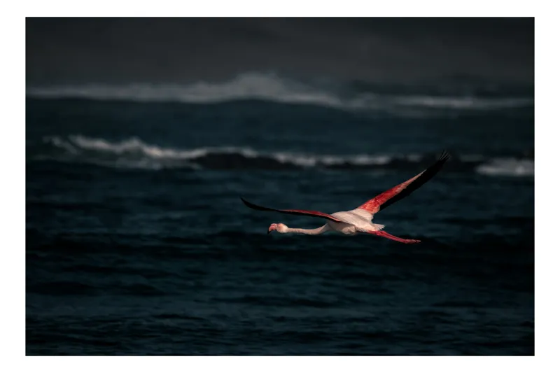 Tablou Canvas, "Flamingo zburând deasupra oceanului întunecat", Flamingo, Zbor, Ocean, Valuri, Liniște, Natură, Aripi, Apus, 54 x 39 cm