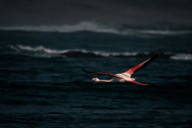 Tablou Canvas, "Flamingo zburând deasupra oceanului întunecat", Flamingo, Zbor, Ocean, Valuri, Liniște, Natură, Aripi, Apus, 150 x 100 cm – poza 2