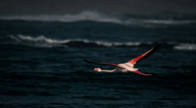Tablou Canvas, "Flamingo zburând deasupra oceanului întunecat", Flamingo, Zbor, Ocean, Valuri, Liniște, Natură, Aripi, Apus, 90 x 50 cm – poza 2