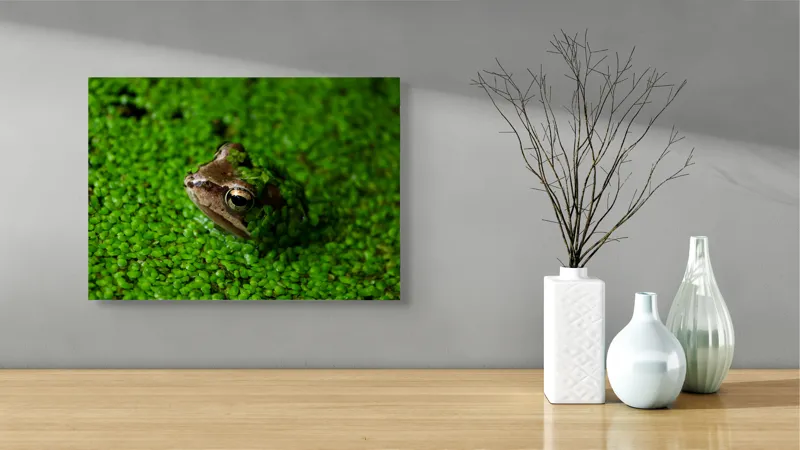 Tablou Canvas, "Broasca ascunsă printre frunze verzi", Broască, Camo, Verde, Frunze, Apă, Ochii, Natură, Ascunsă, Textură, Camuflaj, 54 x 39 cm – poza 3