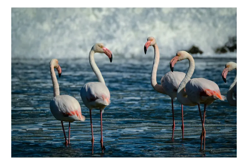 Tablou Canvas, "Flamingo roz în valurile mării", Grup, Flamingo, Apa, Valuri, Roz, Elegant, Natura, Libertate, 54 x 39 cm