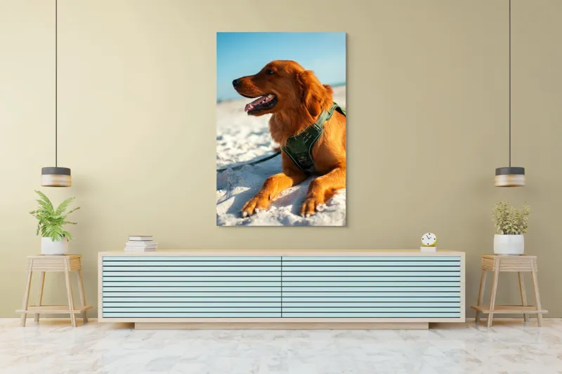 Tablou Canvas, "Câine fericit pe plaja însorită", Câine, Nisip, Zgărză, Soare, Relaxare, Plajă, Blană, Fericire, Cer, Albastru., 100 x 150 cm – poza 4