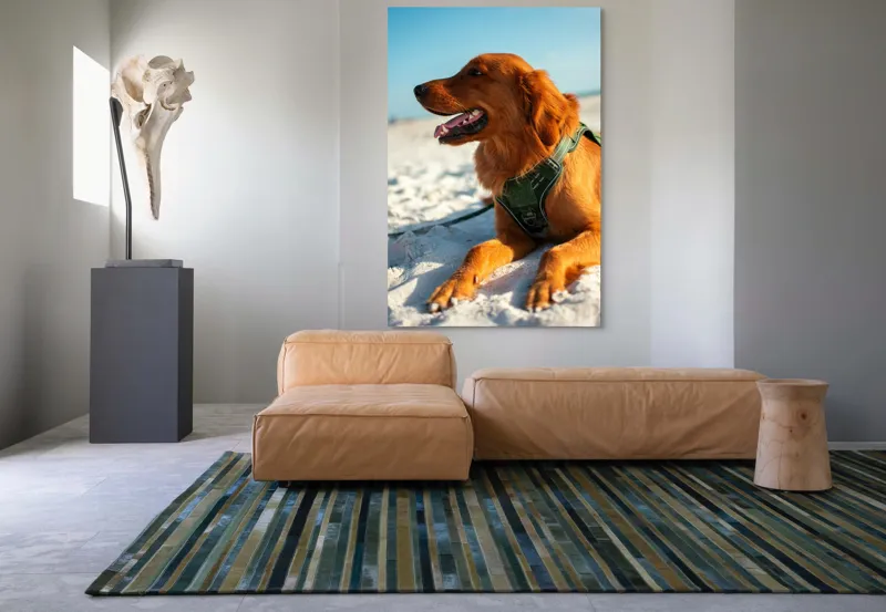 Tablou Canvas, "Câine fericit pe plaja însorită", Câine, Nisip, Zgărză, Soare, Relaxare, Plajă, Blană, Fericire, Cer, Albastru., 100 x 150 cm – poza 7