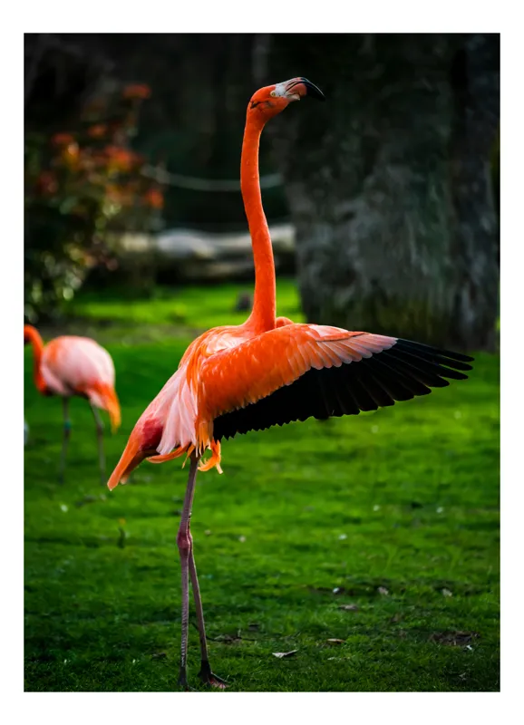Tablou Canvas Flamingo dansând pe pajiște verde, Artă Naturală și Eleganță, 70 x 100 cm