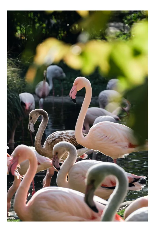 Tablou Canvas Flamingo Roz: Frumusețe și Armonie Naturală, 100 x 100 cm