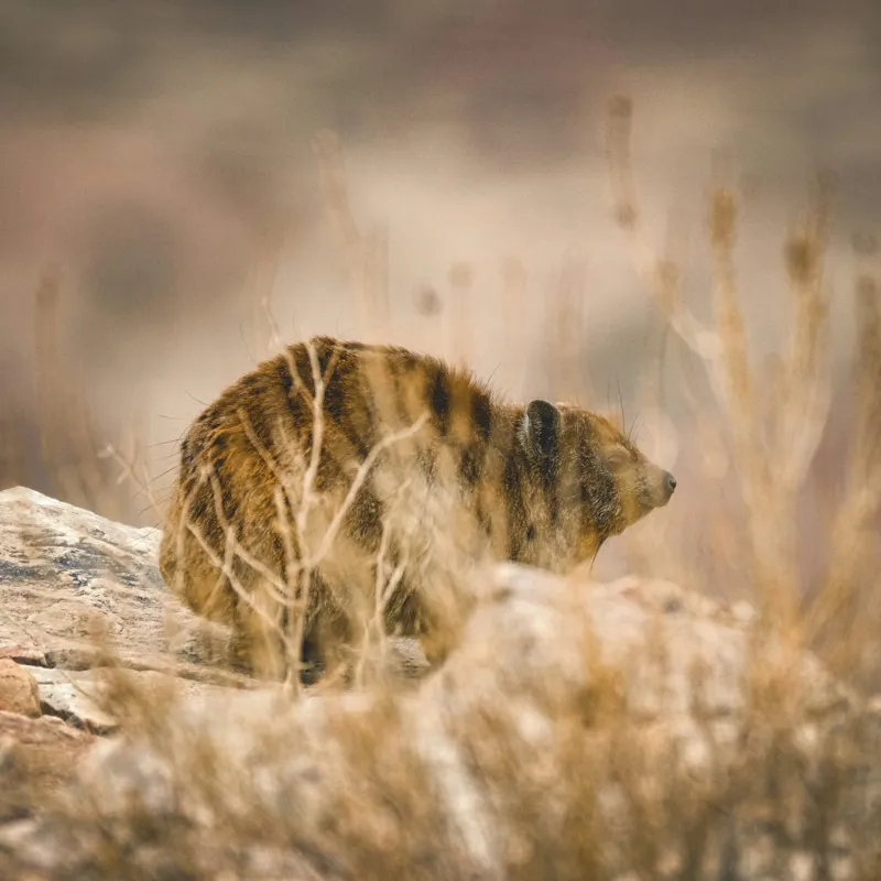 Tablou Canvas, "Viziune sălbatică în peisaj arid", I’m not sure what this animal is, but it seems to be in a natural, rocky environment., 100 x 100 cm – poza 2