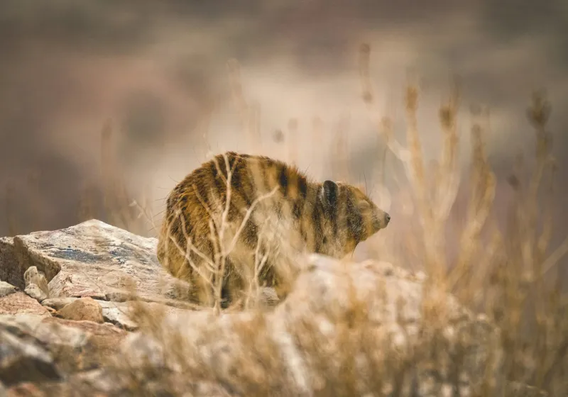 Tablou Canvas, "Viziune sălbatică în peisaj arid", I’m not sure what this animal is, but it seems to be in a natural, rocky environment., 100 x 70 cm – poza 2