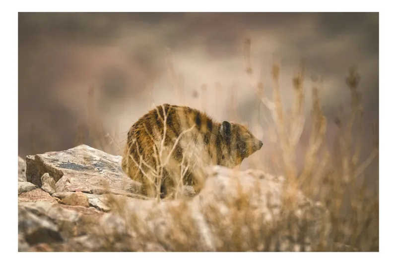 Tablou Canvas, "Viziune sălbatică în peisaj arid", I’m not sure what this animal is, but it seems to be in a natural, rocky environment., 50 x 50 cm