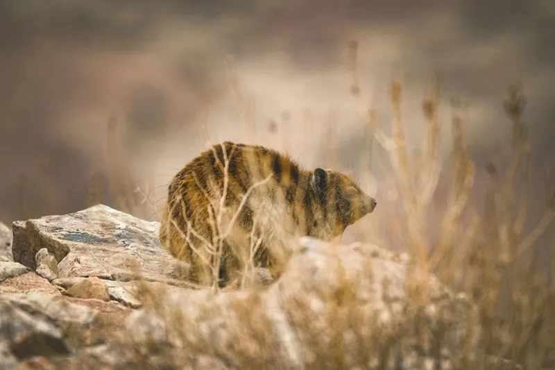 Tablou Canvas, "Viziune sălbatică în peisaj arid", I’m not sure what this animal is, but it seems to be in a natural, rocky environment., 39 x 26 cm – poza 2