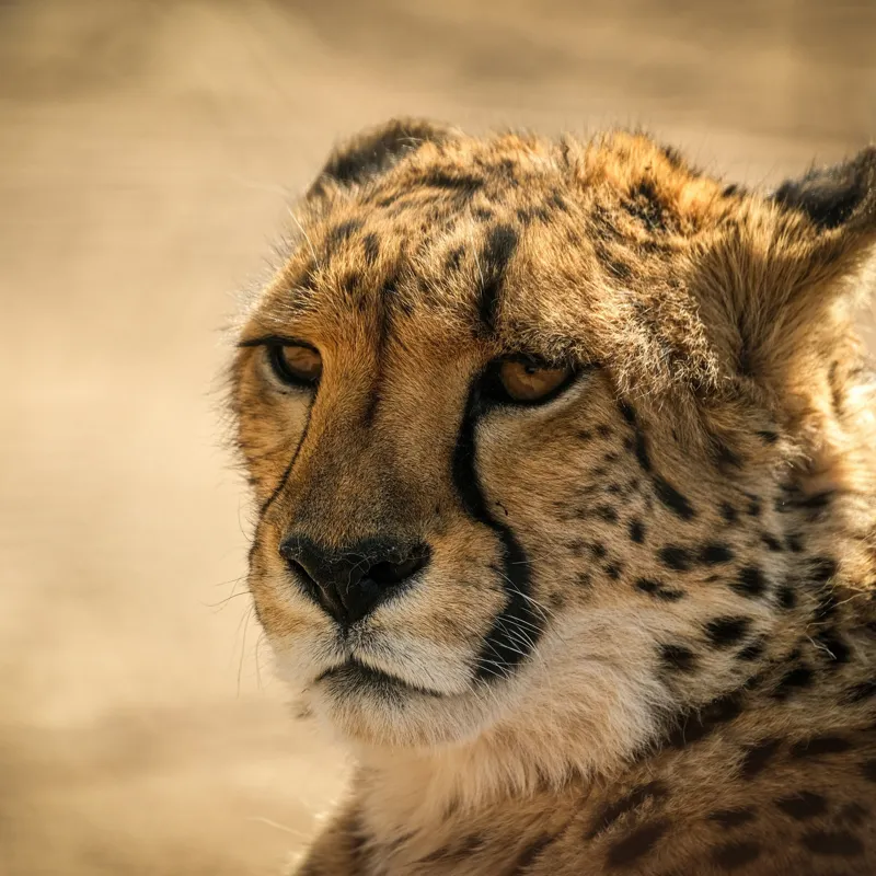 Tablou Canvas, "Regret, viteză și grație sălbatică", Cheetah, Focused, Graceful, Majestic, Spotted, Alert, Sleek, Elegant, 100 x 100 cm – poza 2