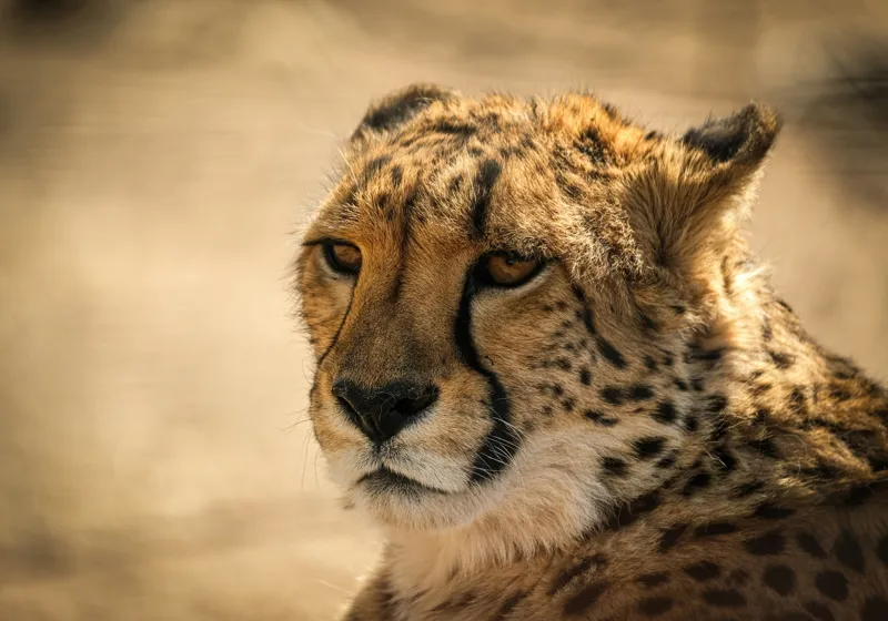 Tablou Canvas, "Regret, viteză și grație sălbatică", Cheetah, Focused, Graceful, Majestic, Spotted, Alert, Sleek, Elegant, 100 x 70 cm – poza 2
