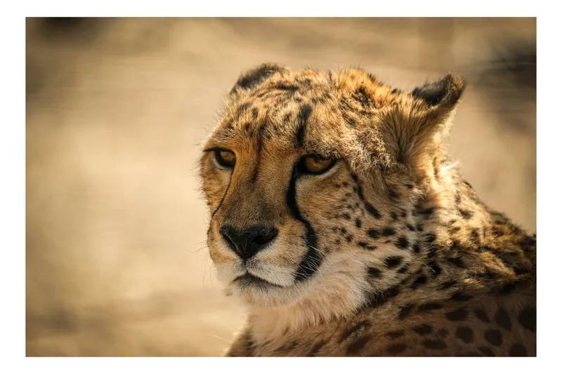 Tablou Canvas, "Regret, viteză și grație sălbatică", Cheetah, Focused, Graceful, Majestic, Spotted, Alert, Sleek, Elegant, 54 x 39 cm