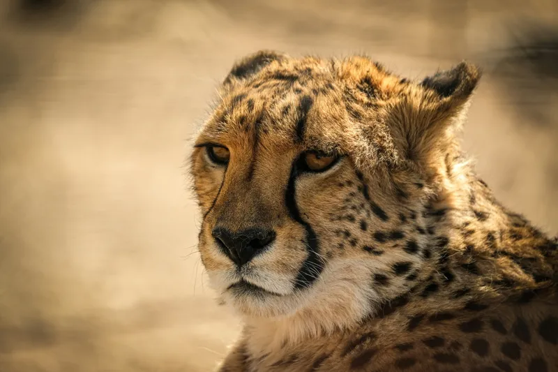 Tablou Canvas, "Regret, viteză și grație sălbatică", Cheetah, Focused, Graceful, Majestic, Spotted, Alert, Sleek, Elegant, 39 x 26 cm – poza 2