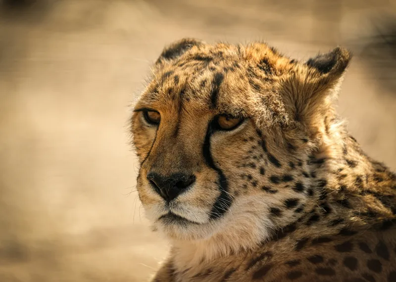 Tablou Canvas, "Regret, viteză și grație sălbatică", Cheetah, Focused, Graceful, Majestic, Spotted, Alert, Sleek, Elegant, 70 x 50 cm – poza 2
