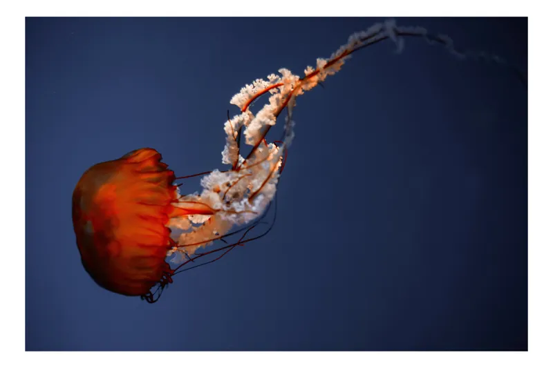 Tablou Canvas, "Meduza dansând în oceanul adânc", Jellyfish, Bioluminescence, Ocean, Graceful, Underwater, Tentacles, Ethereal, 50 x 50 cm