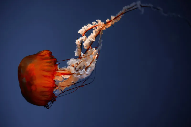 Tablou Canvas, "Meduza dansând în oceanul adânc", Jellyfish, Bioluminescence, Ocean, Graceful, Underwater, Tentacles, Ethereal, 150 x 100 cm – poza 2
