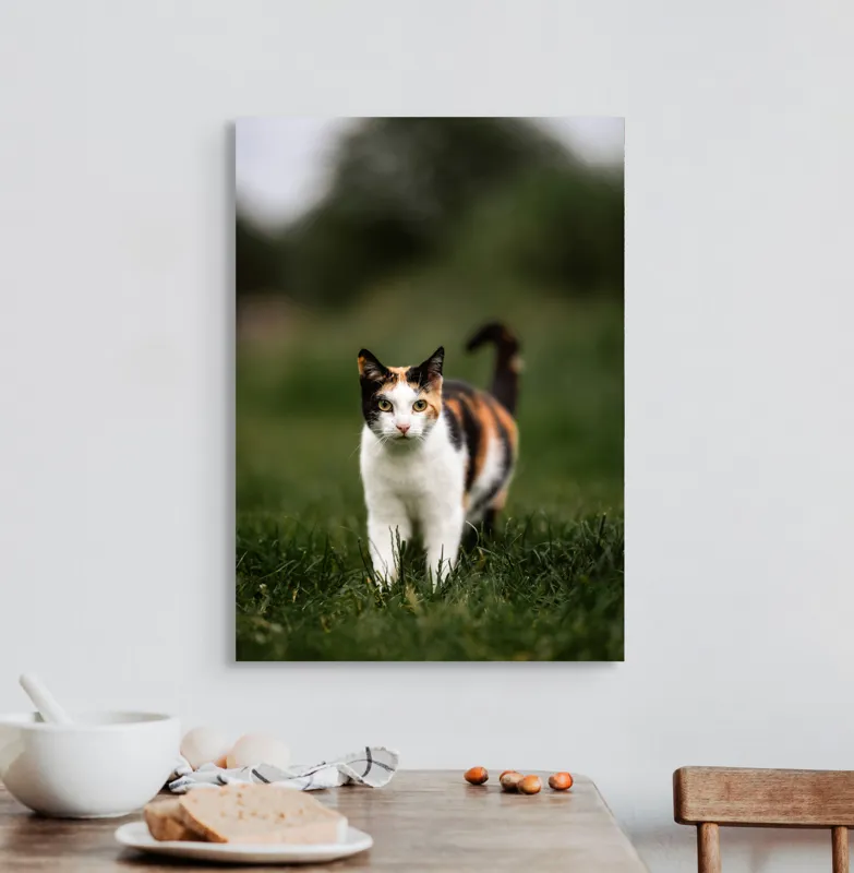 Tablou Canvas, "Pisică în iarba verde și proaspătă", Pisică, Blană, Colorat, Iarbă, Natură, Privire, Urechi, Mustăți, Coadă, Curiozitate, 50 x 70 cm – poza 3