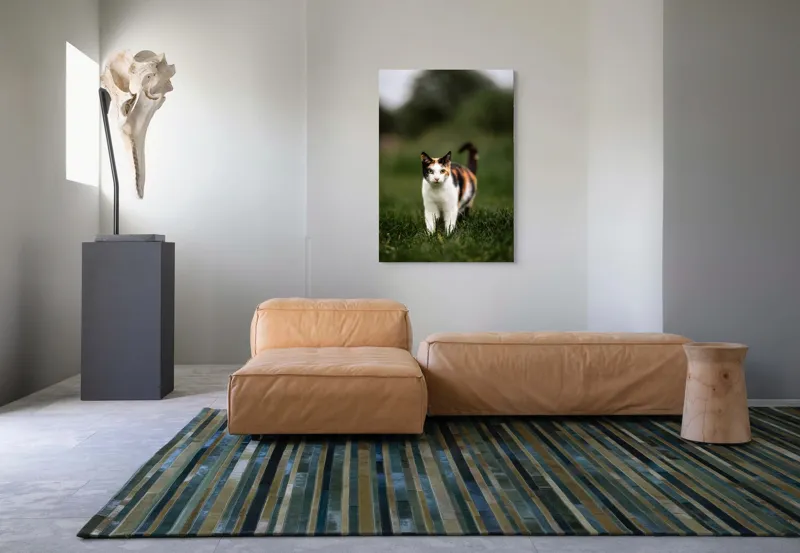 Tablou Canvas, "Pisică în iarba verde și proaspătă", Pisică, Blană, Colorat, Iarbă, Natură, Privire, Urechi, Mustăți, Coadă, Curiozitate, 70 x 100 cm – poza 7