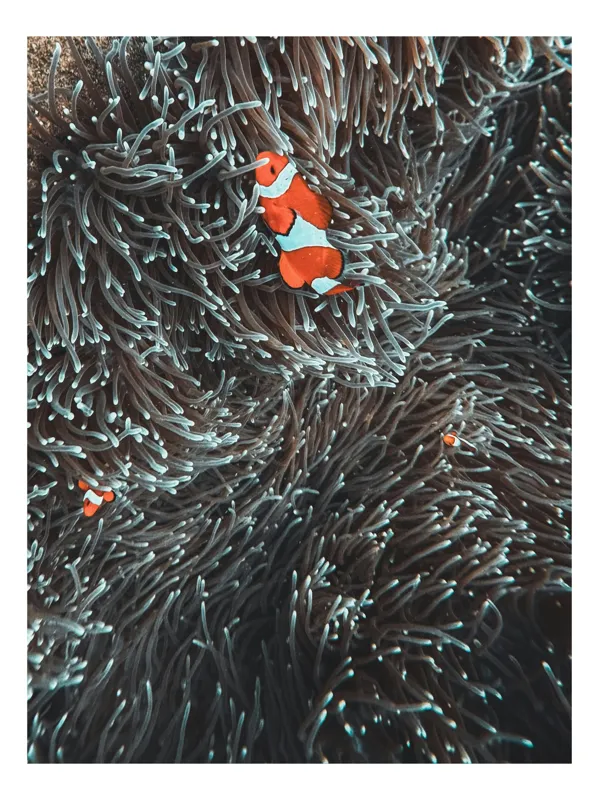 Tablou Canvas, "Clovni ascunși printre tentacule marine", Clovn, Coral, Ocean, Curiozitate, Aventura, Frumusețe, Magie, Sclipire, Viață, Natural., 50 x 50 cm