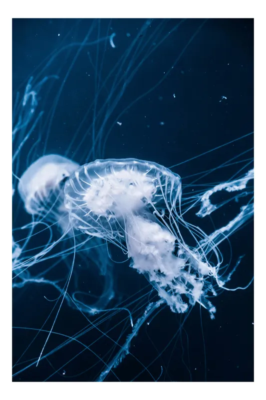 Tablou Canvas, "Dansul elegant al meduzelor albastre", Meduze, Albastru, Luminiscență, Ocean, Grație, Tentacule, Dans, Etereal, Apă, Misterios, 70 x 100 cm