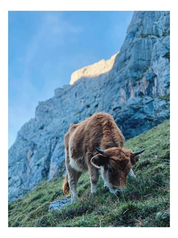 Tablou Canvas, "Vaca pășunând la poalele muntelui", Montană, Vacă, Pajiște, Stânci, Cer, Natură, Verdeață, Peisaj, 39 x 54 cm