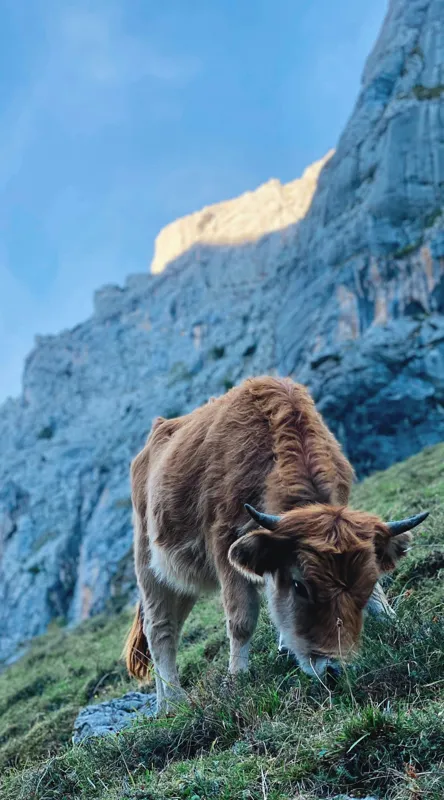 Tablou Canvas, "Vaca pășunând la poalele muntelui", Montană, Vacă, Pajiște, Stânci, Cer, Natură, Verdeață, Peisaj, 50 x 90 cm – poza 2