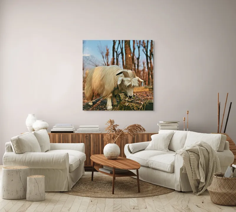 Tablou Canvas, "Capra în căutarea ierbii proaspete", 100 x 100 cm – poza 3