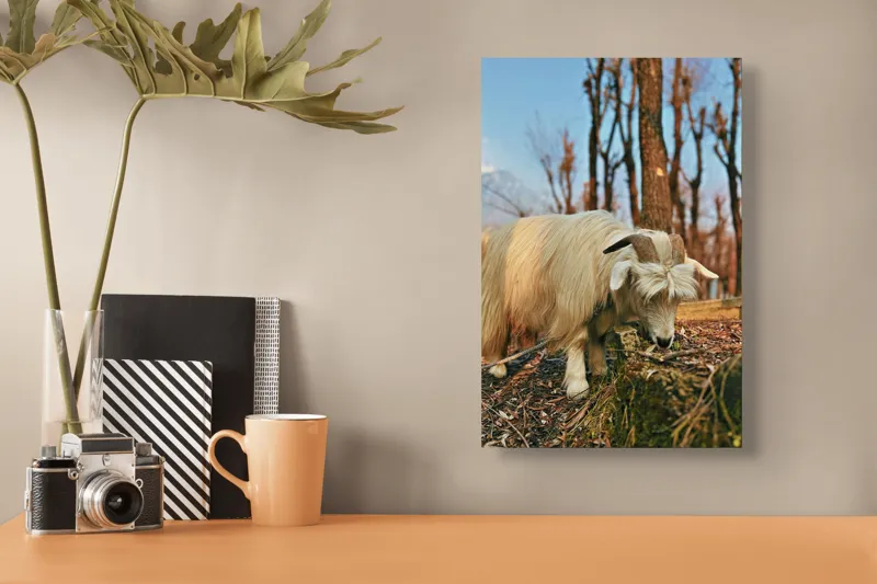 Tablou Canvas, "Capra în căutarea ierbii proaspete", 26 x 39 cm – poza 3