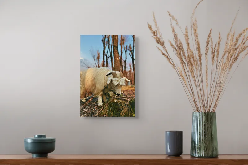 Tablou Canvas, "Capra în căutarea ierbii proaspete", 26 x 39 cm – poza 5
