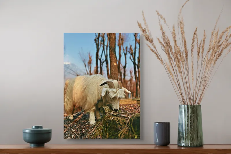 Tablou Canvas, "Capra în căutarea ierbii proaspete", 39 x 54 cm – poza 3