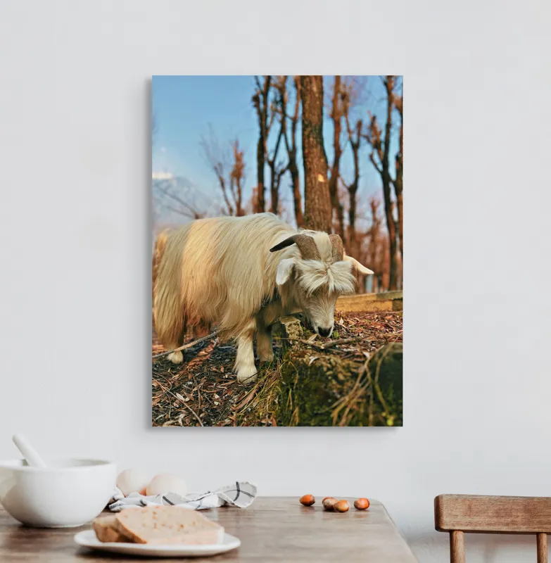 Tablou Canvas, "Capra în căutarea ierbii proaspete", 50 x 70 cm – poza 3