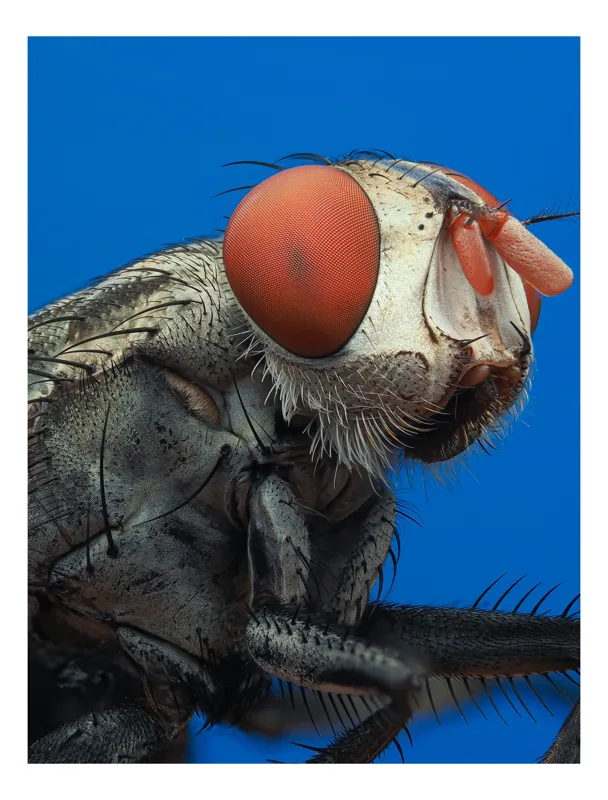 Tablou Canvas, "Musca sub cerul albastru intens", Ochi, Roșii, Textură, Metalic, Detaliat, Contrast, Insectă, Macro, Natură, 50 x 70 cm