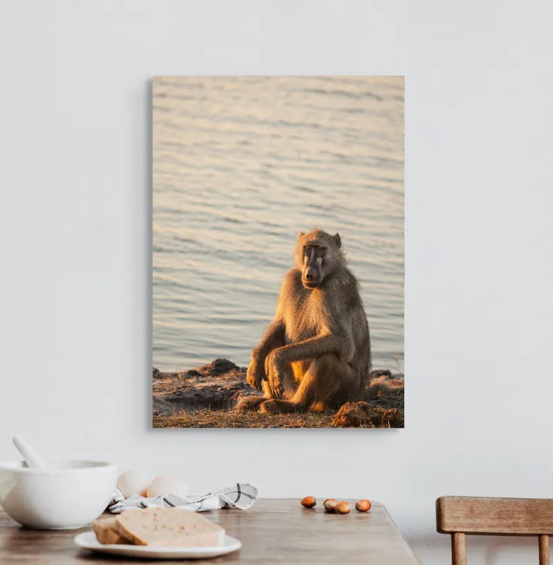 Tablou Canvas, "Babuin odihnindu-se la apusul soarelui", Nu știu cine este în imagine., 50 x 70 cm – poza 3