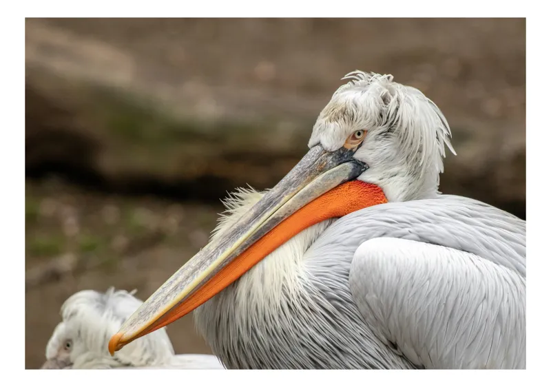 Tablou Canvas, "Pelican visând la orizont liniștit", Nu pot spune ce este în imagine, dar dacă este un pelican, acesta ar putea fi descris astfel: Elegant, Majestic, Serene, Observant, Graceful, 39 x 26 cm