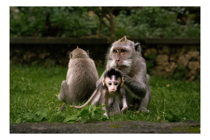 Tablou Canvas, "Familie de maimuțe în natură", Maimuțe, Familie, Pui, Iarbă, Îngrijire, Natură, 54 x 39 cm